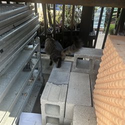 Silver Spring Ace Hardware - Random cat on premises
