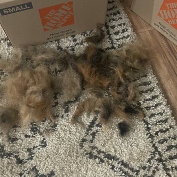 Galactic Grooms - The hair and knots I had removed. - Pet Groomers Near Me - San Antonio, Texas Galactic Grooms - The hair and knots I had removed. - Pet Groomers Near Me - San Antonio, Texas