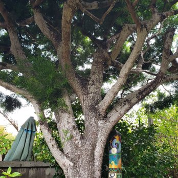 Coalesce A Book Store & More - Epic tree in the garden out back. - Bookstores Near Me - Morro Bay, California Coalesce A Book Store & More - Epic tree in the garden out back. - Bookstores Near Me - Morro Bay, California