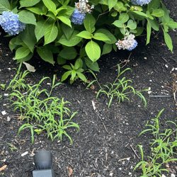 Precision Painting Plus of New Jersey - Paint debris post completion
