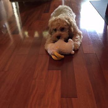 WagMore Dog Training - George - Pet Training Near Me WagMore Dog Training - George - Pet Training Near Me