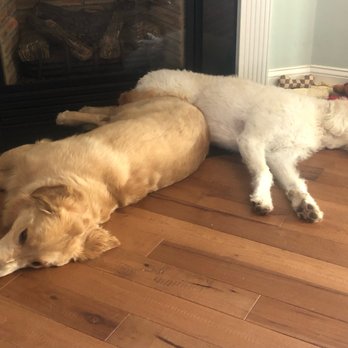 Take Me Out Pets - This is Jack and Coop after their walk - Dog Walkers Near Me Take Me Out Pets - This is Jack and Coop after their walk - Dog Walkers Near Me