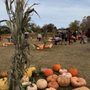 Photo of Conklin Farm U-Pick