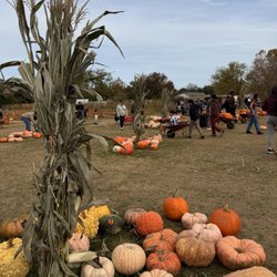 Conklin Farm U-Pick - Cornstalks and pumpkins