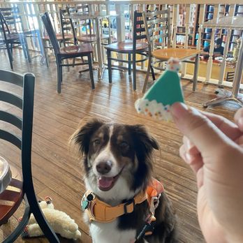 Arushas Coffee - My dog enjoying her treat inside - Coffee & Tea Near Me - Belton, Texas