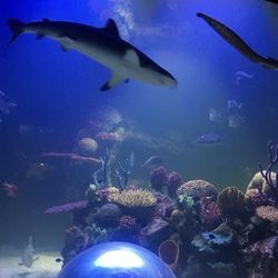 Child lights up with excitement in shark tank