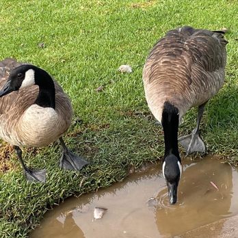 Almansor Park - Parks Near Me - Alhambra, California