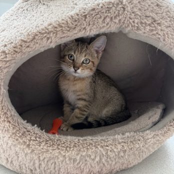 RISPCA - Animal Shelters Near Me - Warwick, Rhode Island RISPCA - Animal Shelters Near Me - Warwick, Rhode Island