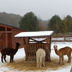 Ferienpark Templin - Streichelzoo