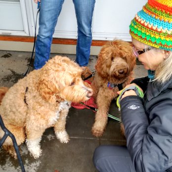 Wendy Works - Jiggs, JOey & Wendy Works ready for a walk. - Dog Walkers Near Me - Portland, Oregon Wendy Works - Jiggs, JOey & Wendy Works ready for a walk. - Dog Walkers Near Me - Portland, Oregon