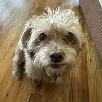 K9 Specialty Services - Spirit - Pet Groomers Near Me