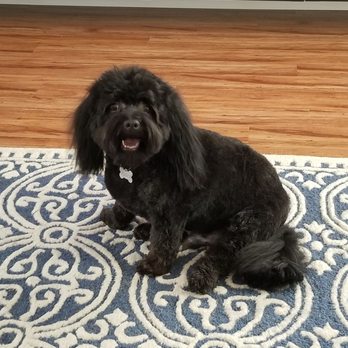Pure Grooming - Love our Mochi! He looks great!! - Pet Groomers Near Me - Poway, California Pure Grooming - Love our Mochi! He looks great!! - Pet Groomers Near Me - Poway, California