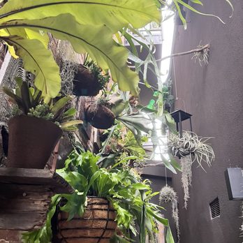 Succulent Coffee - Coffee & Tea Near Me - Oceanside, California