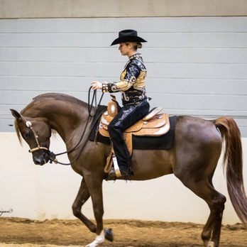 Peri Lee Show Horses - Western pleasure - Horseback Riding Near Me - Sorrento, Florida Peri Lee Show Horses - Western pleasure - Horseback Riding Near Me - Sorrento, Florida
