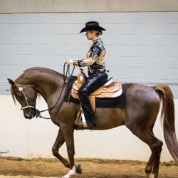 Peri Lee Show Horses - Western pleasure