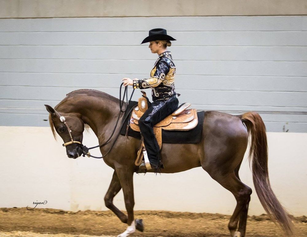 Peri Lee Show Horses - equestrian in Sorrento, FL