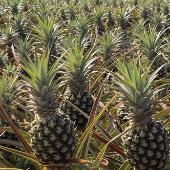 Maui Pineapple Tour - Pineapples ready for harvest - Tours Near Me - Makawao, Hawaii