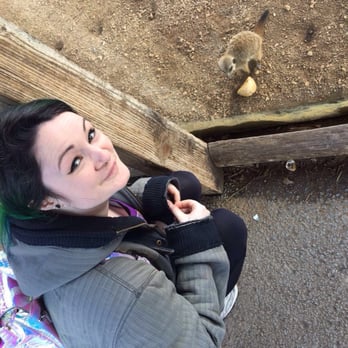 Chester Zoo - Hanging out with baby meerkats - Zoos Near Me - Chester, CHW