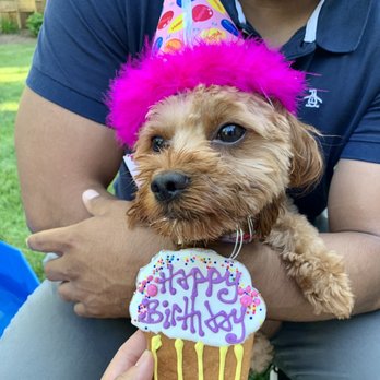 Happy Dog Barkery - Pet Stores Near Me - Downers Grove, Illinois Happy Dog Barkery - Pet Stores Near Me - Downers Grove, Illinois