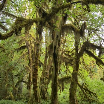 Hoh Rainforest - Hiking Near Me - Forks, Washington Hoh Rainforest - Hiking Near Me - Forks, Washington