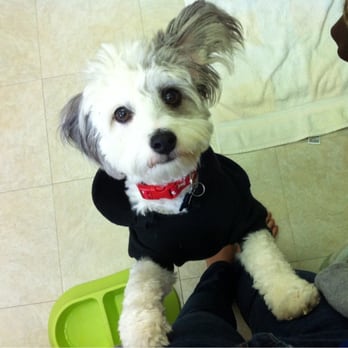 Ventura County Animal Services - Our one year mini poodle mix Chopstick - Animal Shelters Near Me - Camarillo, California Ventura County Animal Services - Our one year mini poodle mix Chopstick - Animal Shelters Near Me - Camarillo, California