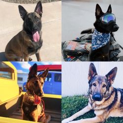 Pat's K9 Training