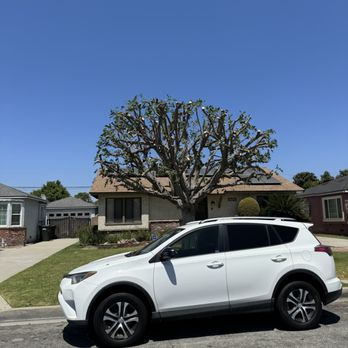 Alexanders Tree Service - Tree Services Near Me Alexanders Tree Service - Tree Services Near Me
