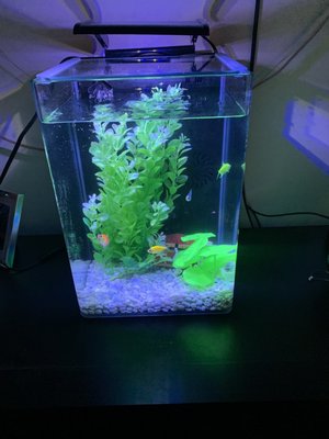 Three Little Fish by null