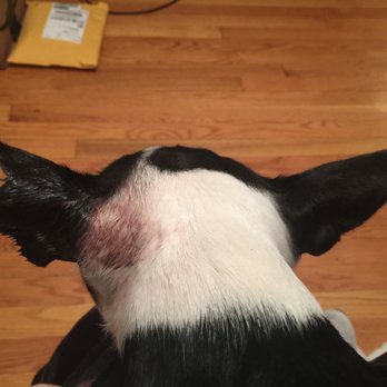 FurEver Friends - My dog's ear after being mauled during her stay with Natalia - Dog Walkers Near Me - Washington, DC, District of Columbia