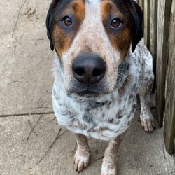 Canine Life Skills - The good boy