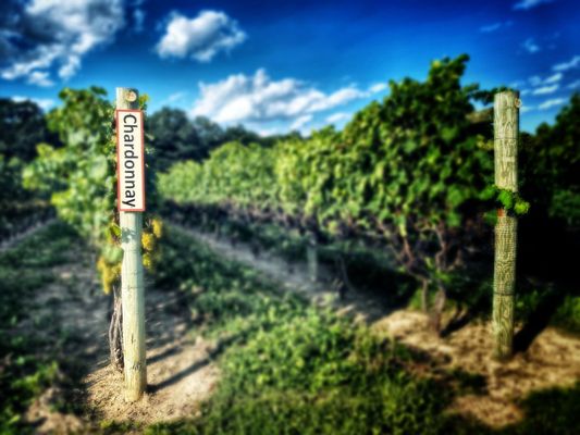 Red Tail Ridge Winery by null