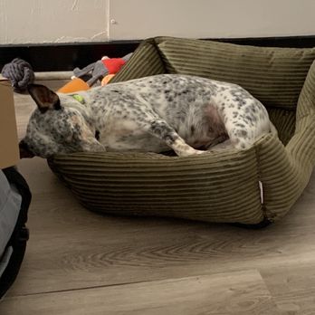 God's Dog Rescue - Galaxy in her bed with her toys she took out of her bed to lay in it. - Pet Adoption Near Me