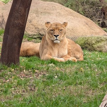 Bioparc - Lioness - Zoos Near Me - Valencia, V
