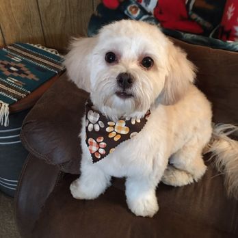 Velvet Bow Pet Grooming - She looks so beautiful my Susie Q - Pet Groomers Near Me - Tucson, Arizona Velvet Bow Pet Grooming - She looks so beautiful my Susie Q - Pet Groomers Near Me - Tucson, Arizona