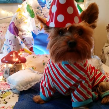Biscuits Pet Boutique - Look my beautiful red/white polka dot birthday hat!!! Thank you Biscuits Dog Boutique. My online pawrty was great! Rico =) - Pet Stores Near Me - San Jose, California Biscuits Pet Boutique - Look my beautiful red/white polka dot birthday hat!!! Thank you Biscuits Dog Boutique. My online pawrty was great! Rico =) - Pet Stores Near Me - San Jose, California