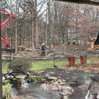 Pin Oak Tree Services - Progress of taking down 3 trees - Tree Services Near Me - Centreville, Virginia Pin Oak Tree Services - Progress of taking down 3 trees - Tree Services Near Me - Centreville, Virginia