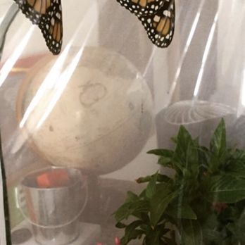 The Butterfly Garden - Hatched and ready to fly away - Preschools Near Me - Simi Valley, California The Butterfly Garden - Hatched and ready to fly away - Preschools Near Me - Simi Valley, California