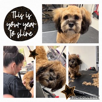 Deb's Bark Avenue Grooming - Stashes first major grooming - Pet Groomers Near Me - Fortuna, California Deb's Bark Avenue Grooming - Stashes first major grooming - Pet Groomers Near Me - Fortuna, California