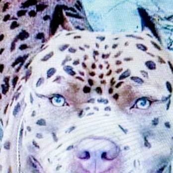 Un Lockjaw - Un lockjaw Pet Friendly  Accommodations  Grooming  & Boarding - Pet Boarding Near Me - San Antonio, Texas