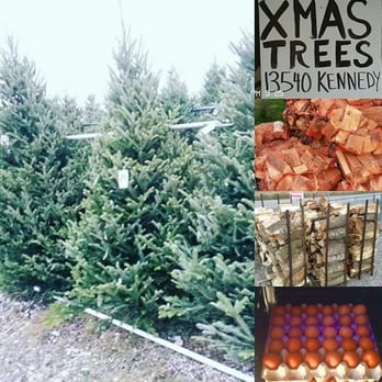 Kennedy Garden Center - a display of christmas trees - Landscaping Near Me - Caledon, Ontario Kennedy Garden Center - a display of christmas trees - Landscaping Near Me - Caledon, Ontario