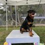 Cape-Able Canines