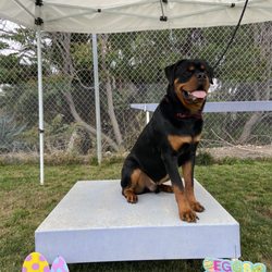 Cape-Able Canines