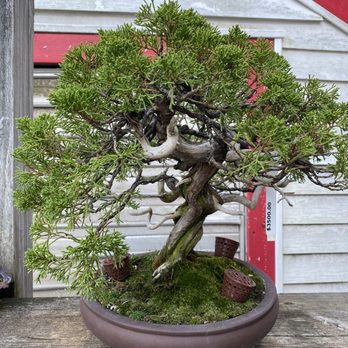 Bonsai West - Nurseries & Gardening Near Me - Littleton, Massachusetts