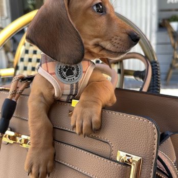 AZ Doxies - Pet Breeders Near Me - Crystal River, Florida