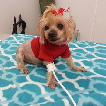 Quality Pet Care - Veterinarians Near Me - Gretna, Louisiana