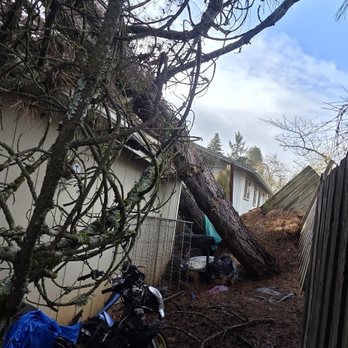 Quality Performance Tree Service - Tree Services Near Me Quality Performance Tree Service - Tree Services Near Me