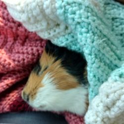 Roeder's Ark Veterinary Hospital - Here lays Watson my guinea pig DEAD after neutured by Dr. Roeder. We were racing to get to her because she wouldn't take him day before.