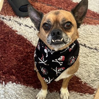Washing Whiskers - Pet Groomers Near Me - San Pedro, California Washing Whiskers - Pet Groomers Near Me - San Pedro, California