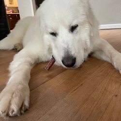 South Boulder Animal Hospital - Slowly recovering.