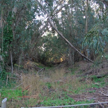 Coronado Butterfly Preserve - looking into the eucalyptus grove - Parks Near Me - Goleta, California Coronado Butterfly Preserve - looking into the eucalyptus grove - Parks Near Me - Goleta, California